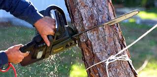  Huntington Station, NY Tree Care Services Pros